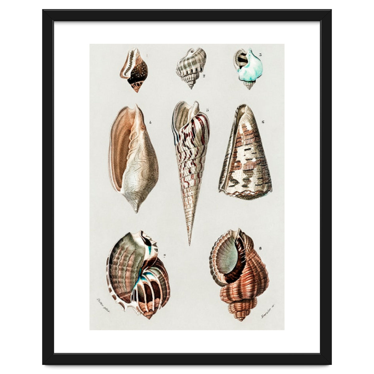 Different types of mollusks illustrated