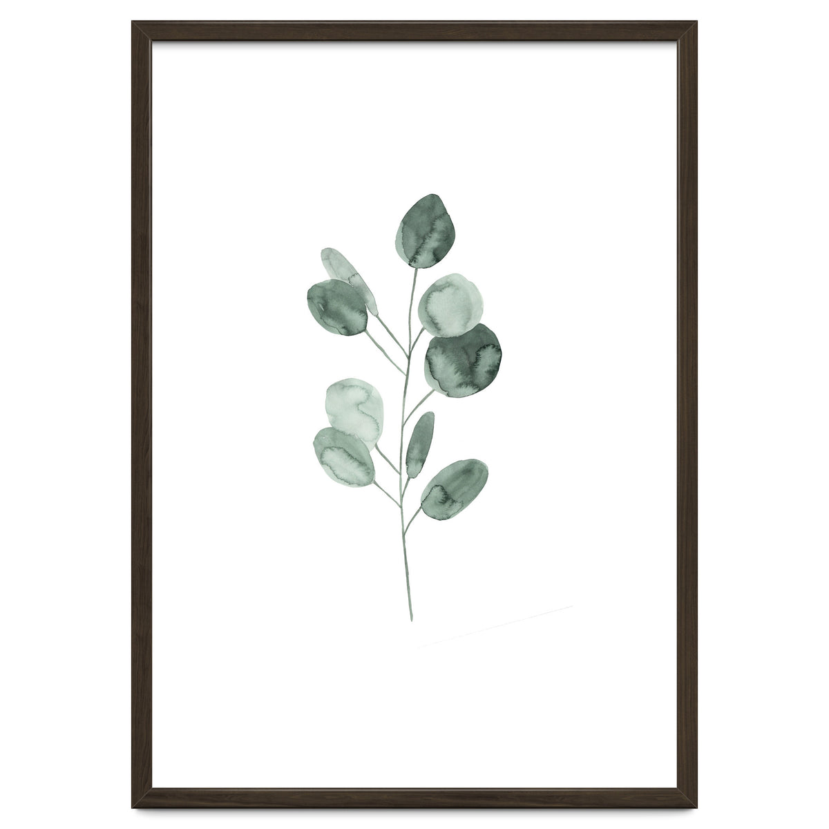 Botanical Illustration Eukalyptus2