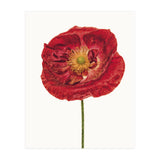 Cc Poppy 05 (Print Only) thumbnail