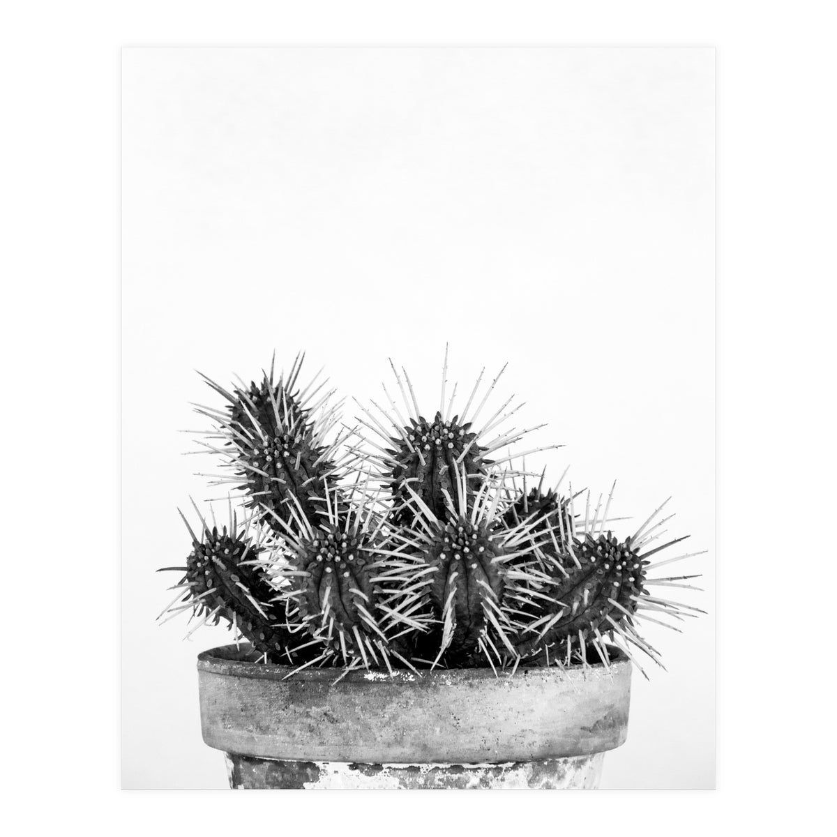 Cactus nature II (Print Only)