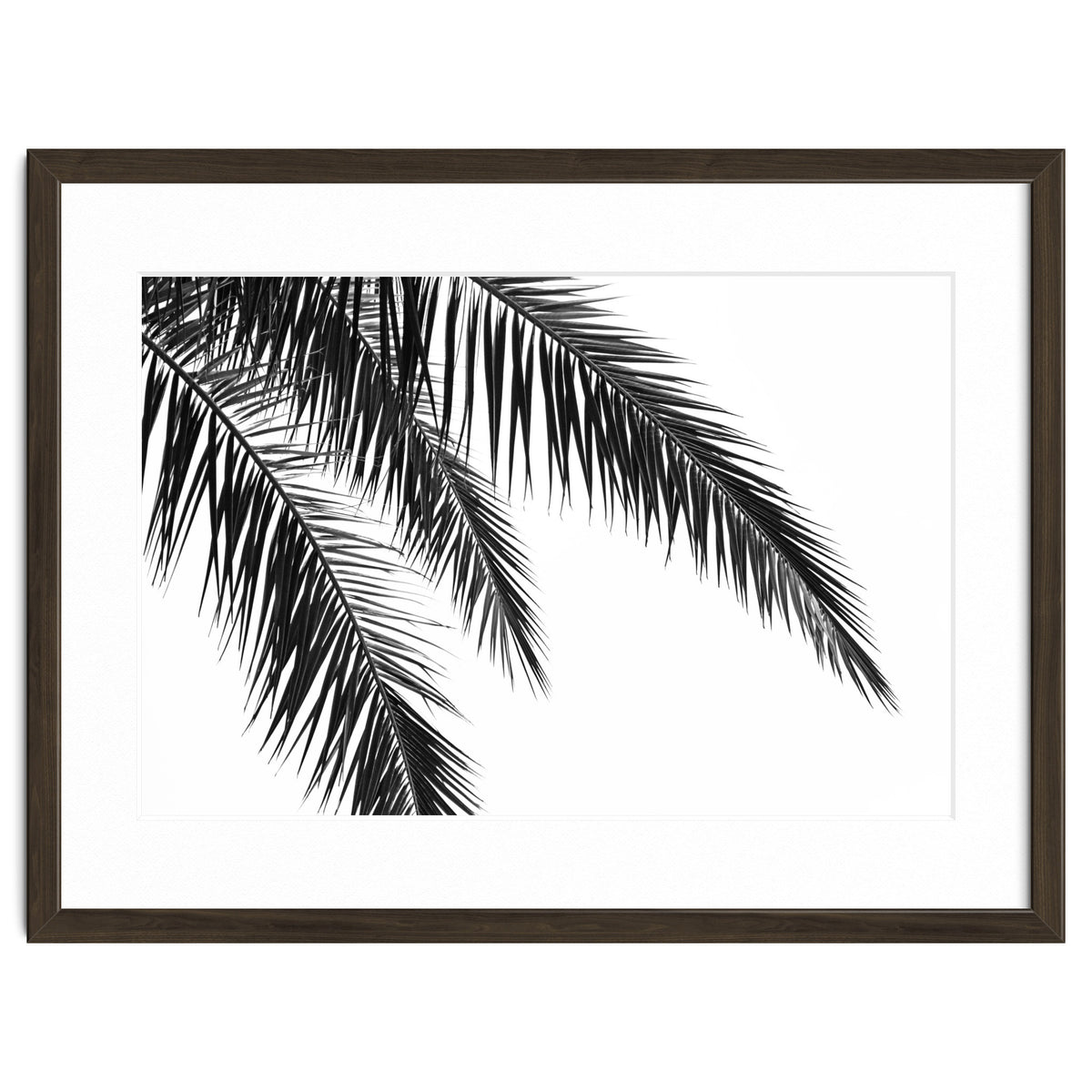 Palm Leaves