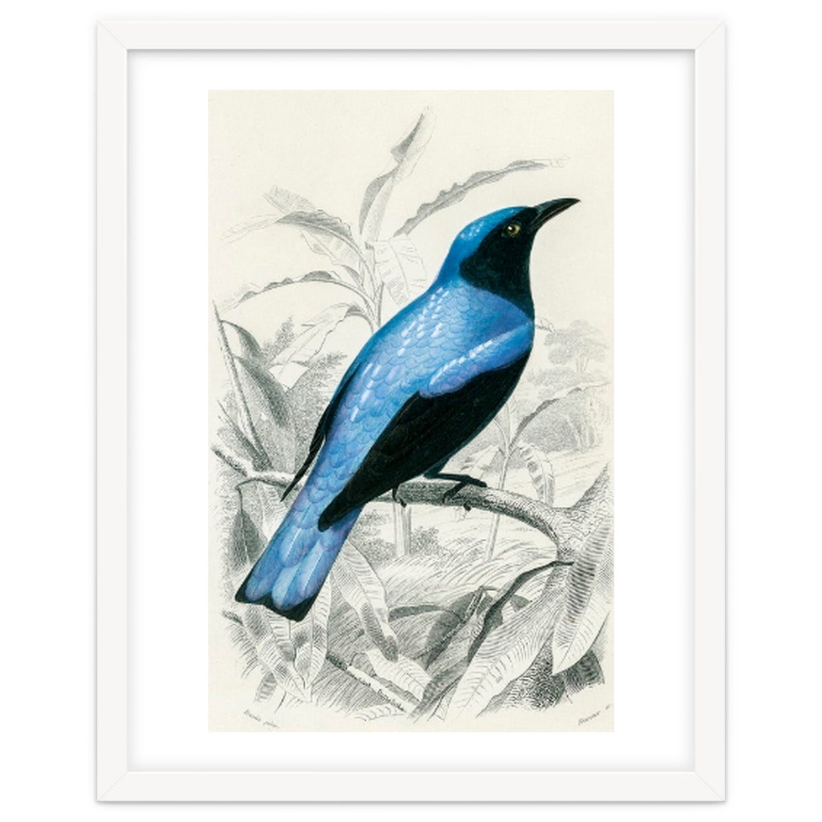 Square-tailed drongo illustrated