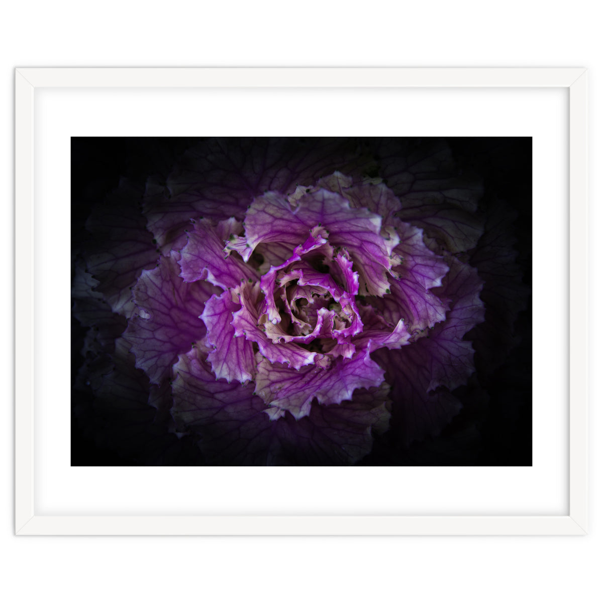 Backyard Flowers No 42 Color Version