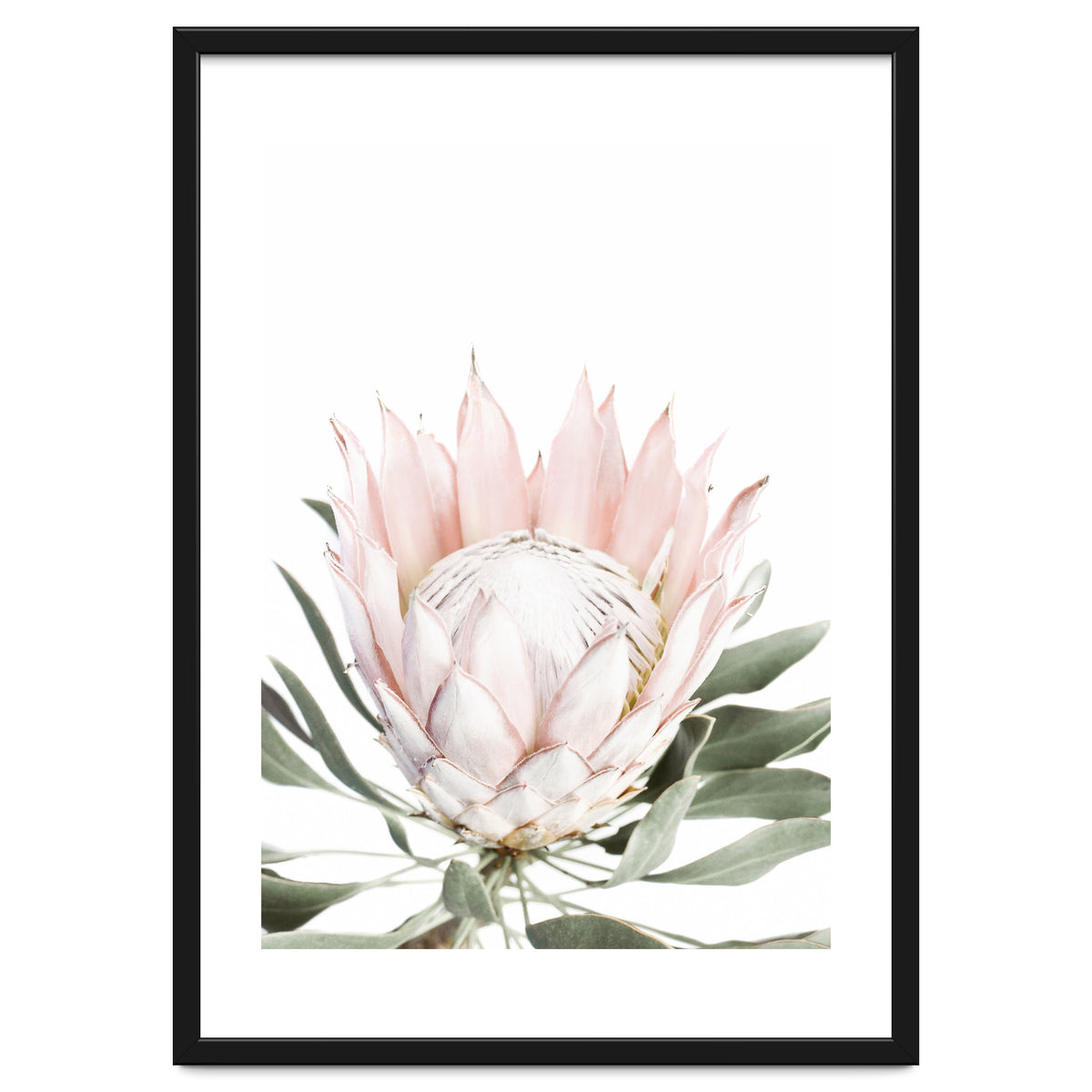 Blush Protea Flower
