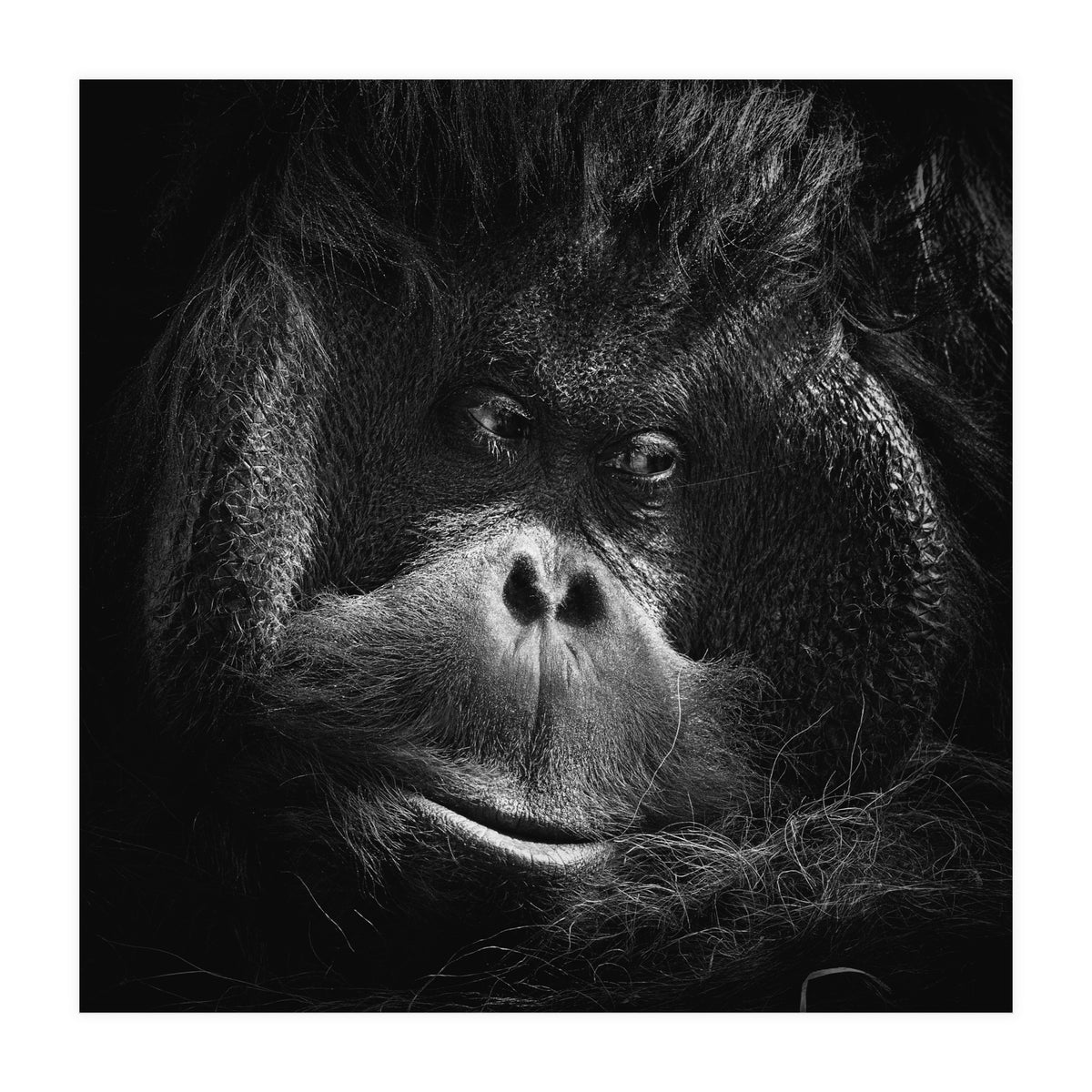 Orang-Utang (Print Only)