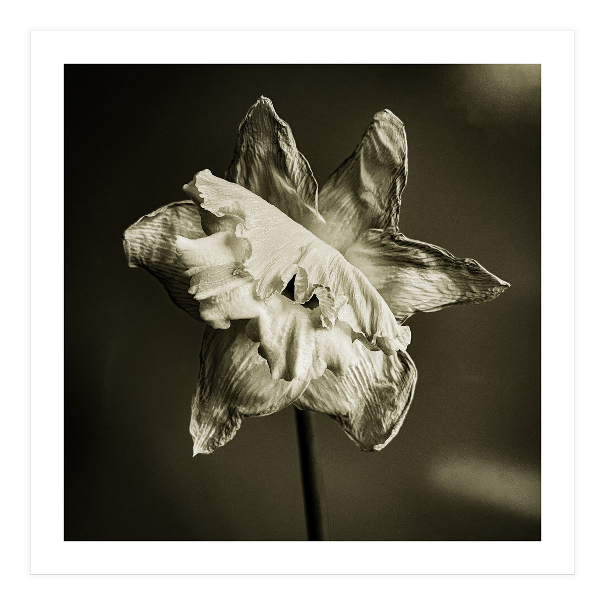 Wilting daffodil (Print Only)