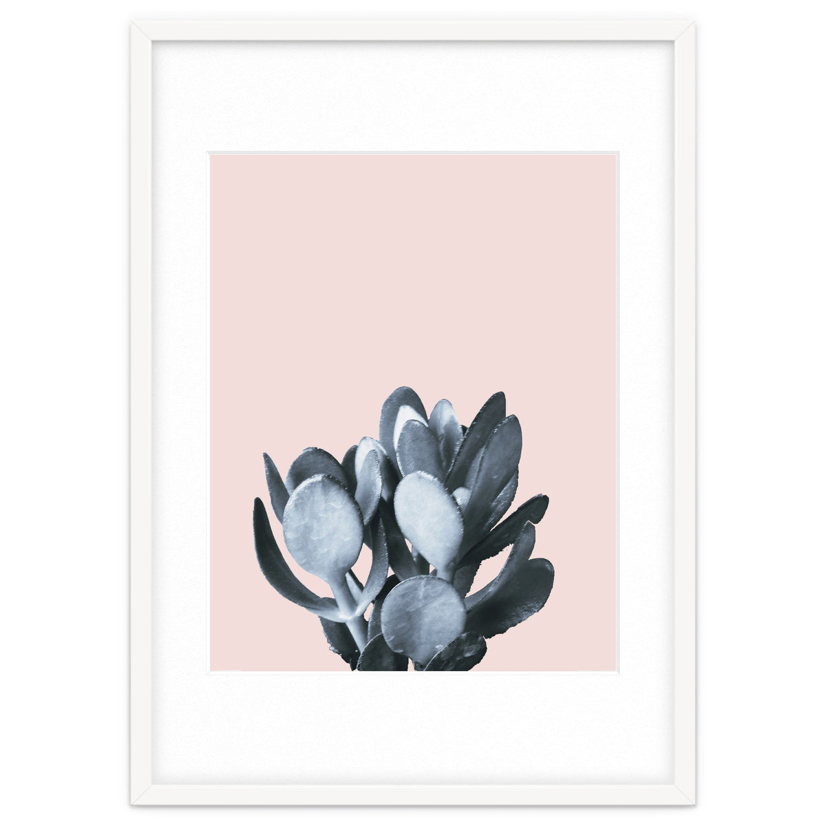 Cactus collection BL-II