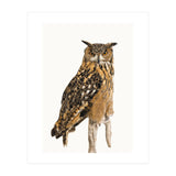 Cc Birds 11 (Print Only) thumbnail