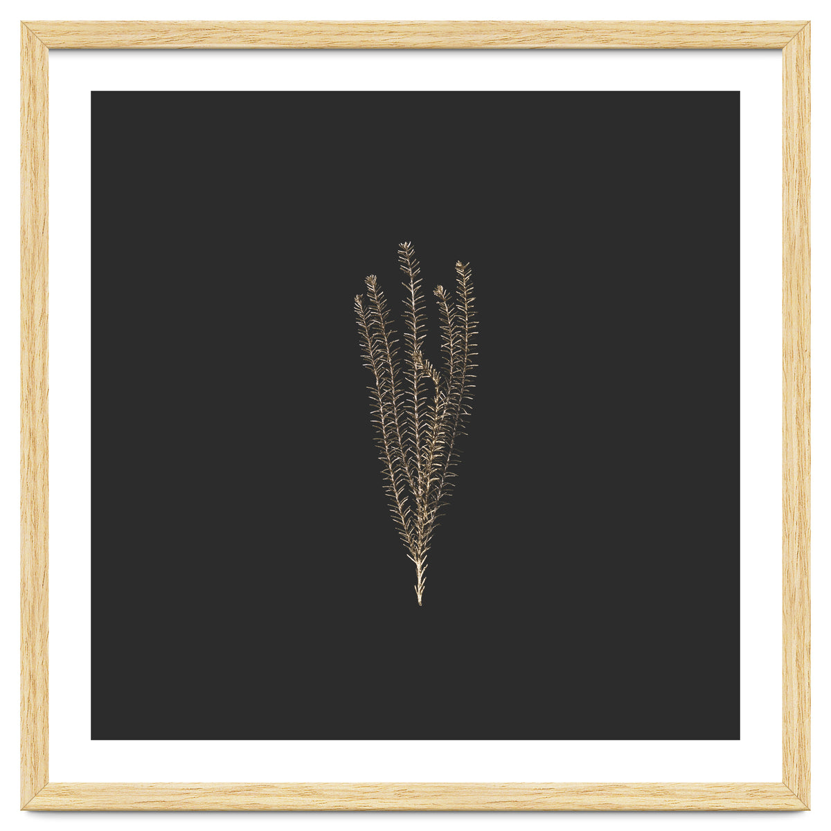 Delicate Fynbos Botanicals in Gold and Black - Square