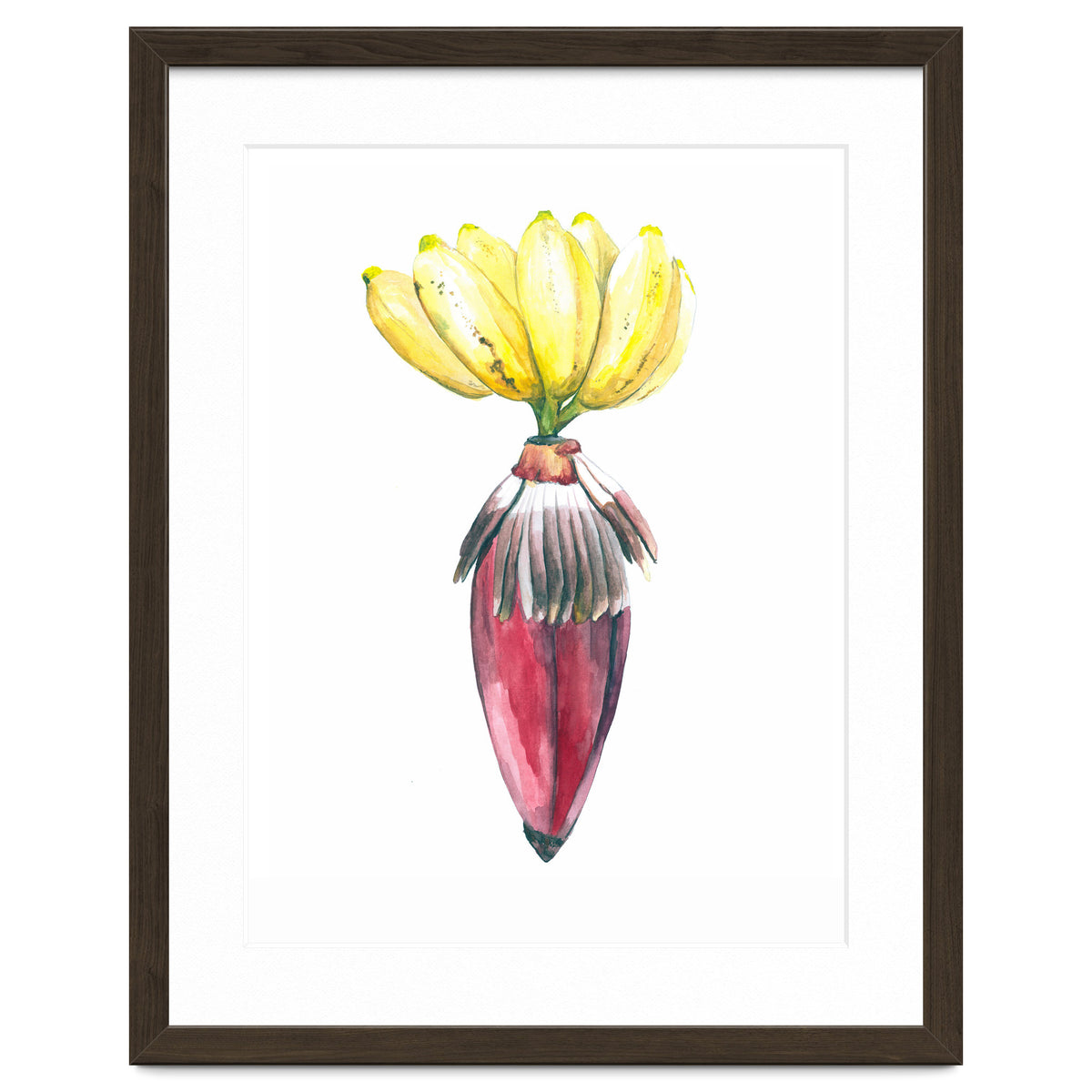 Botanical Illustration Banana