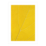 Autumn Leaf (Print Only) thumbnail