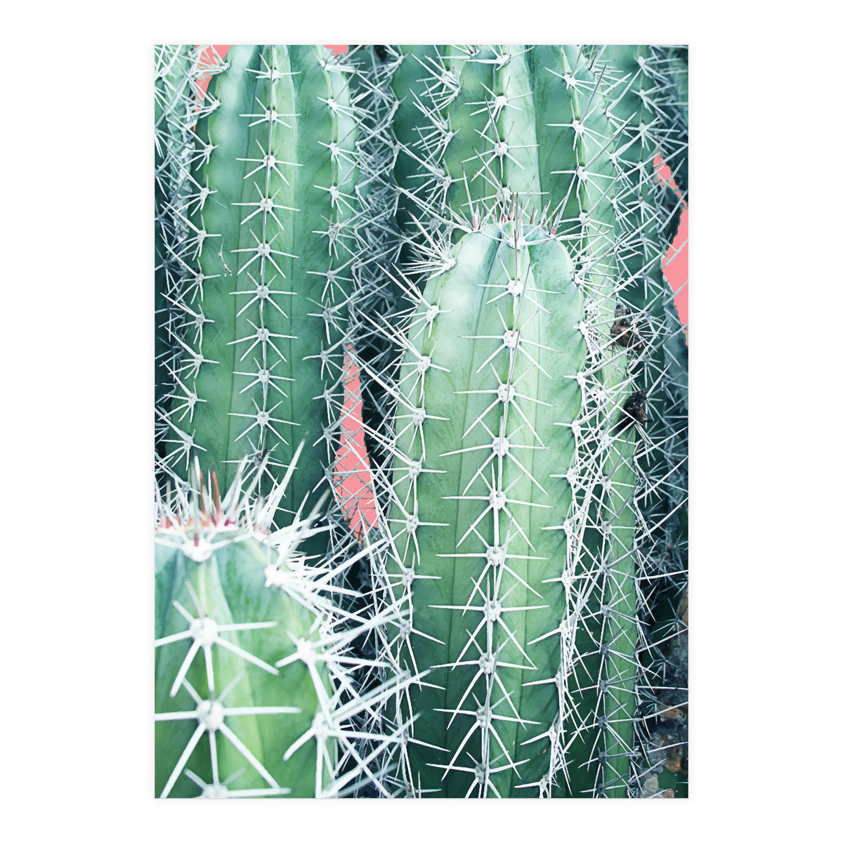 Cactus Up Close (Print Only)