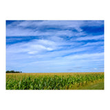 Illinois Cornfield (Print Only) thumbnail