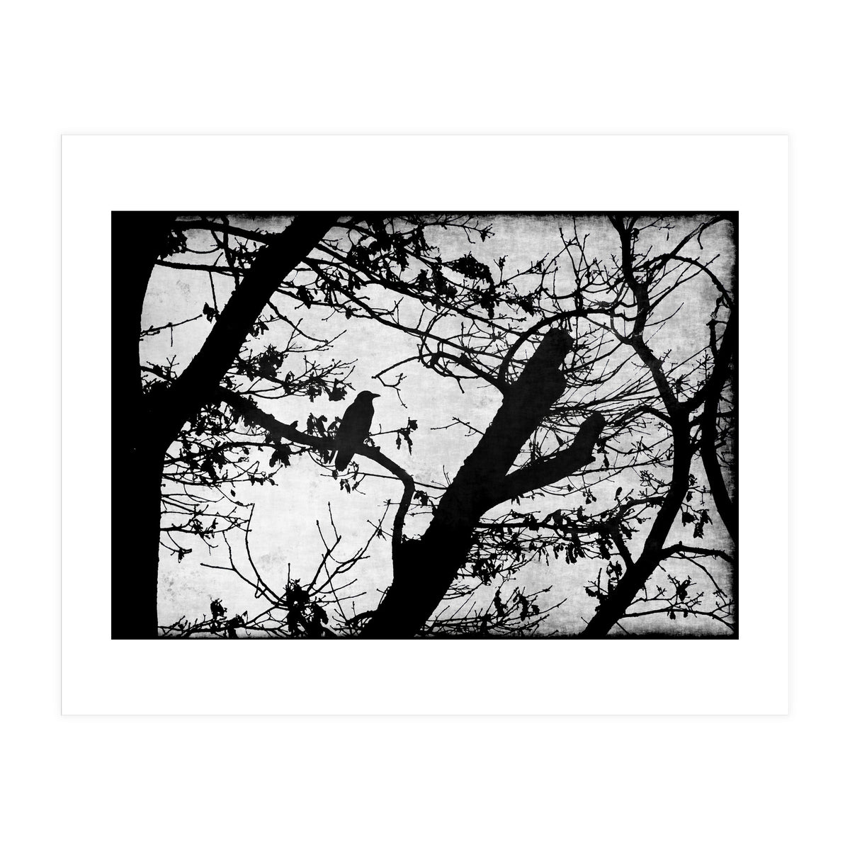 Black raven (Print Only)