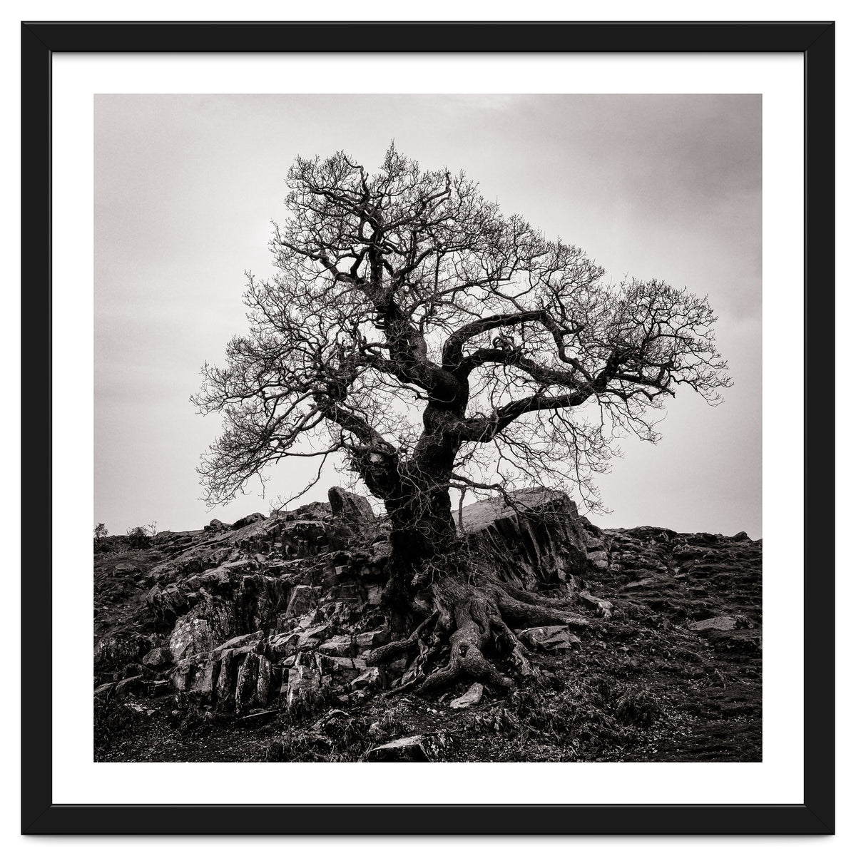 Gnarled Tree