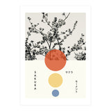 Sakura - Cherry blossom - Japanese - Photography (Print Only) thumbnail