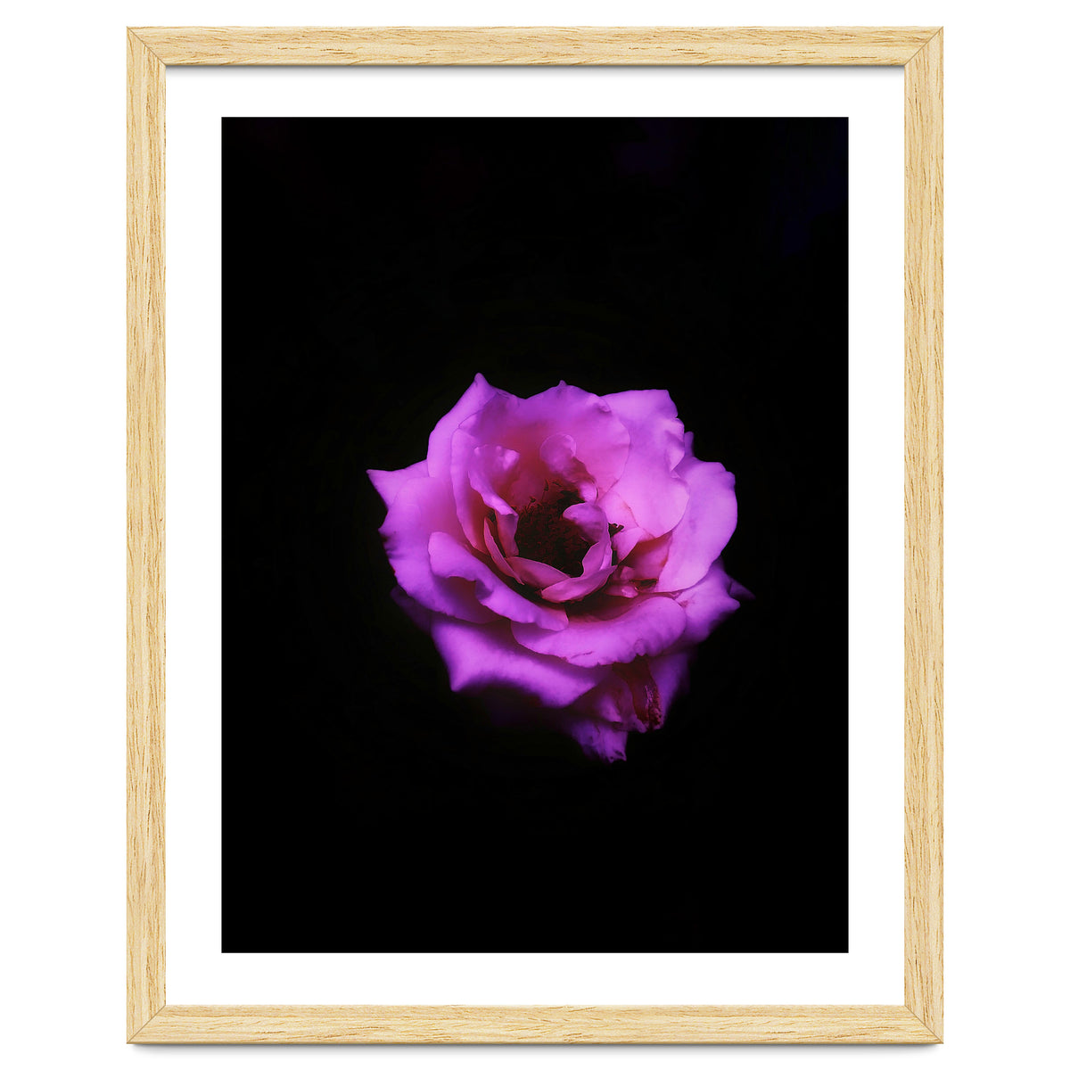 PINK ROSE IN DARK SPACE