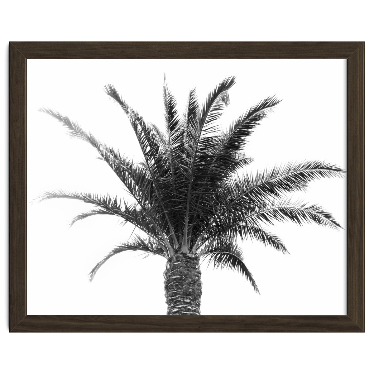 Palm Tree