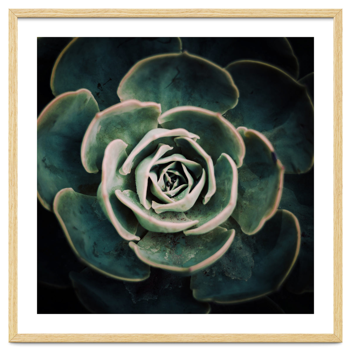 DARKSIDE OF SUCCULENTS IV-A