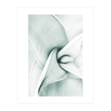 Agave (Print Only) thumbnail