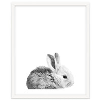 Black and White Bunny Portrait