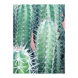 Cactus Up Close (Print Only) thumbnail