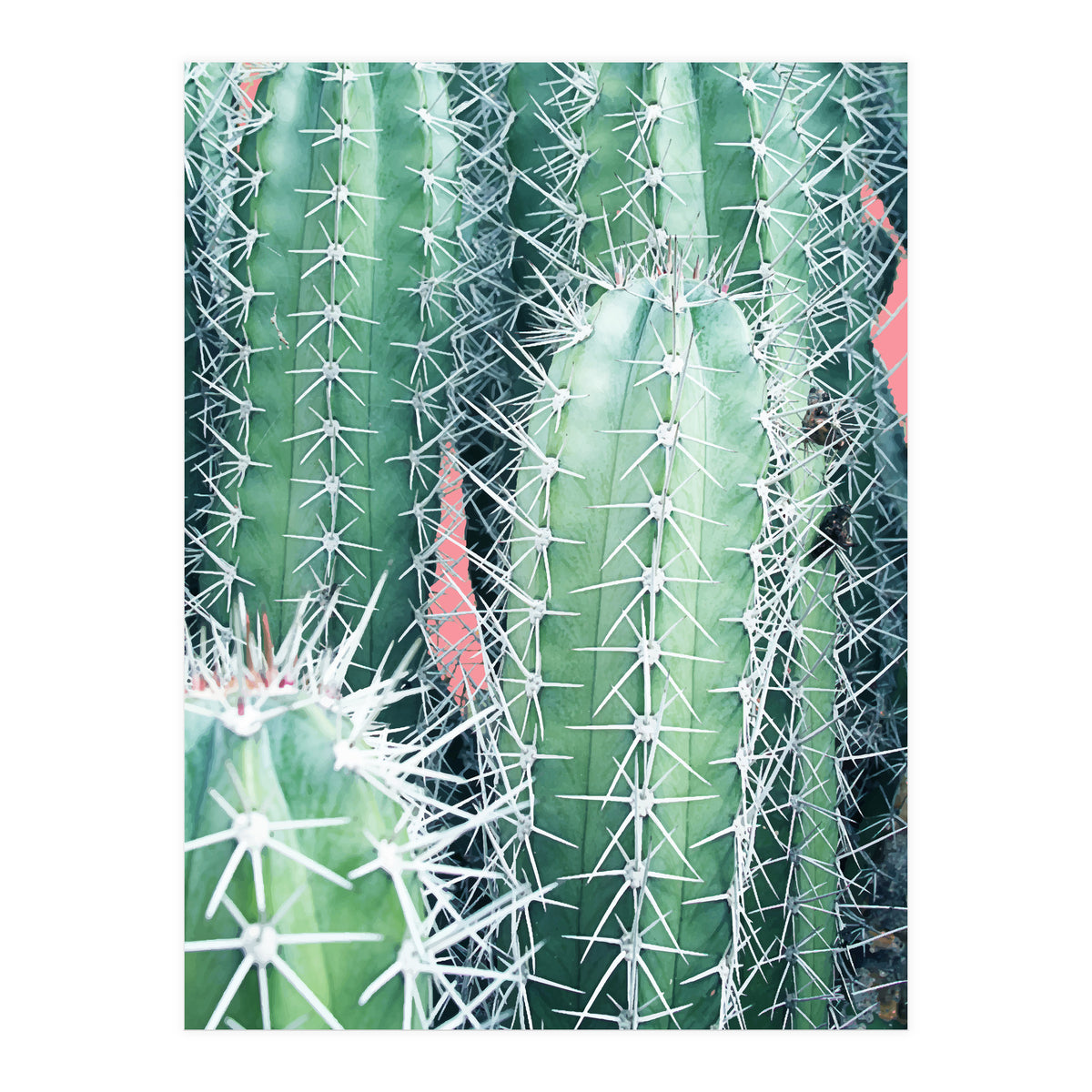 Cactus Up Close (Print Only)