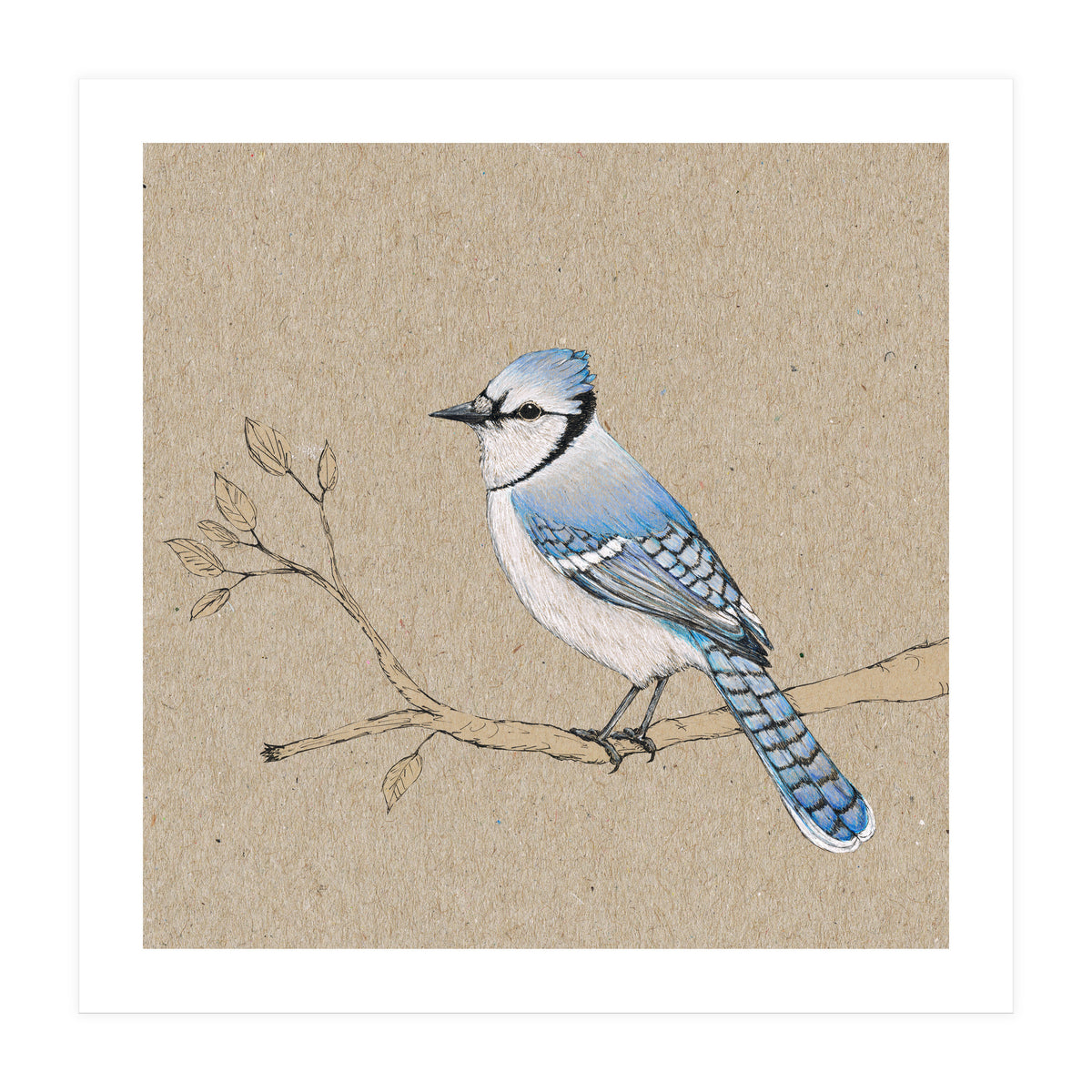 Blue jay (Print Only)