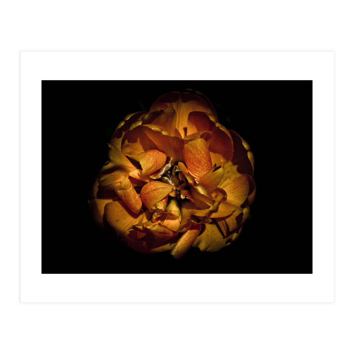 Backyard Flowers No 80 Color Version (Print Only)