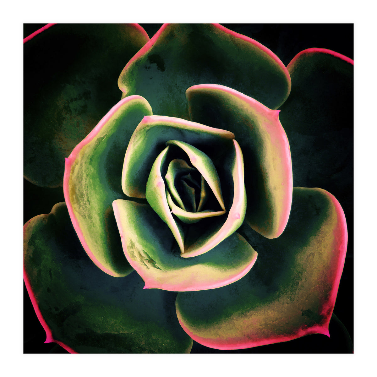 DARKSIDE OF SUCCULENTS XV (Print Only)