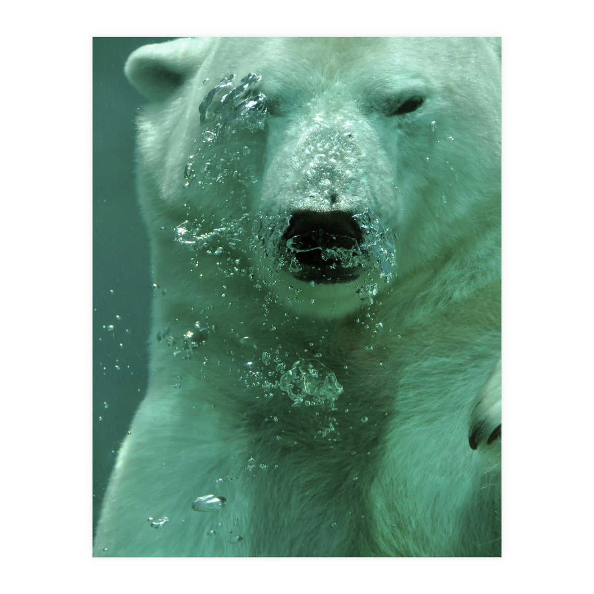 Polar Bear Under Water (Print Only)