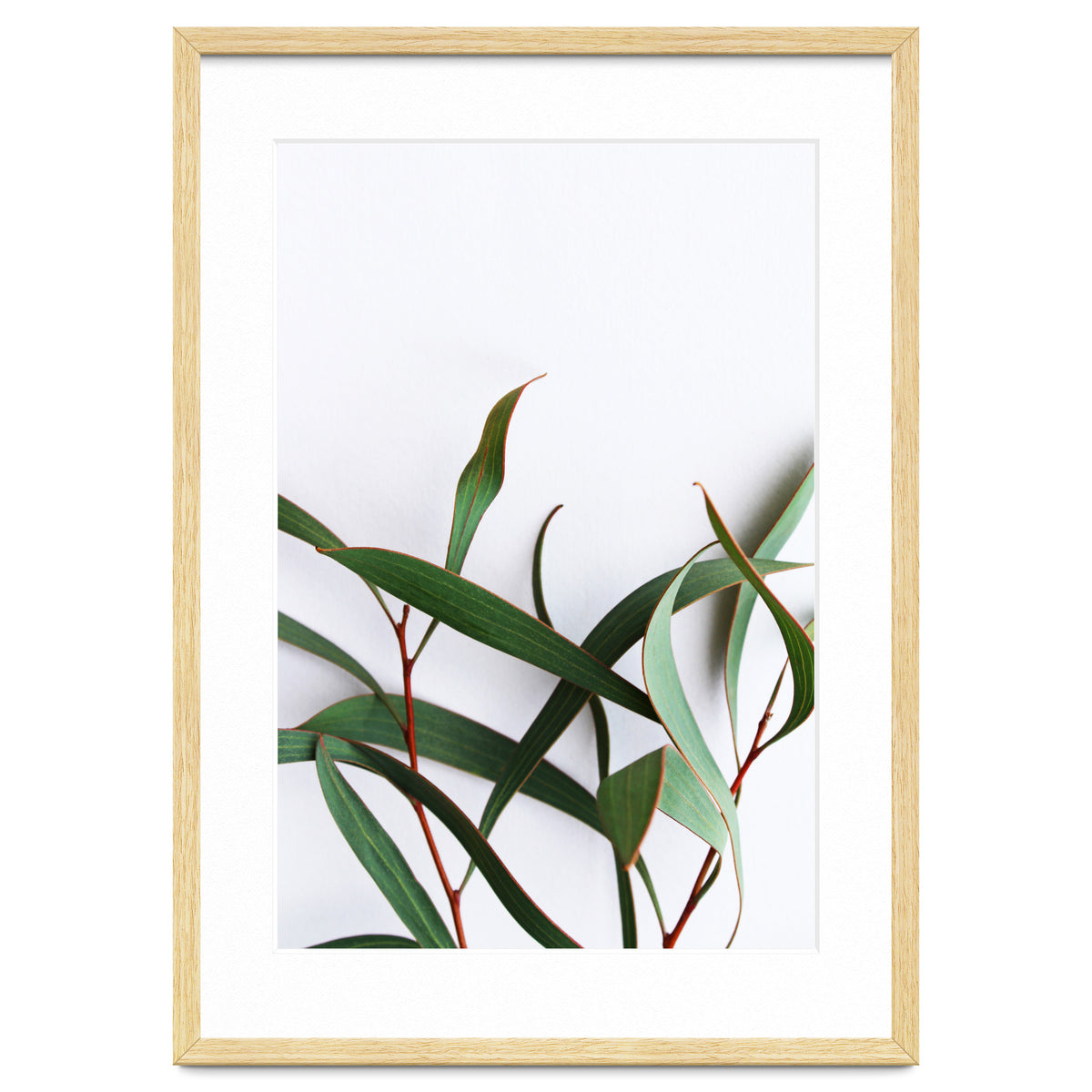 Green Eucalyptus leaves