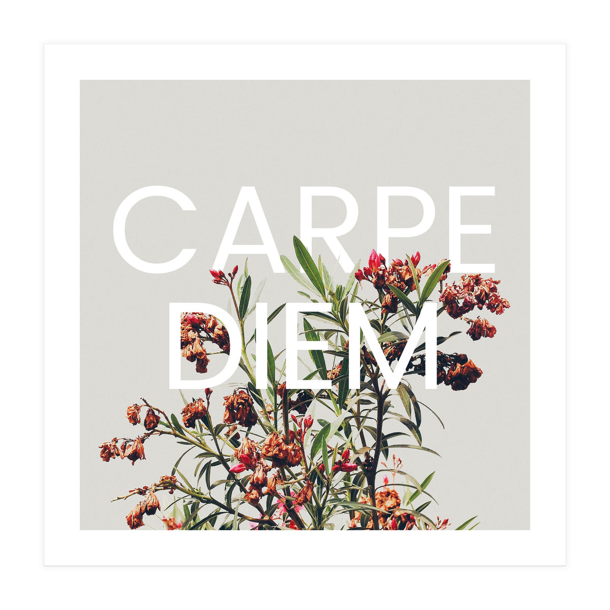 Carpe Diem (Print Only)