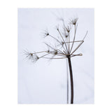 Wildflower in Winter (Print Only) thumbnail