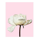 White Peony Pink Background (Print Only) thumbnail
