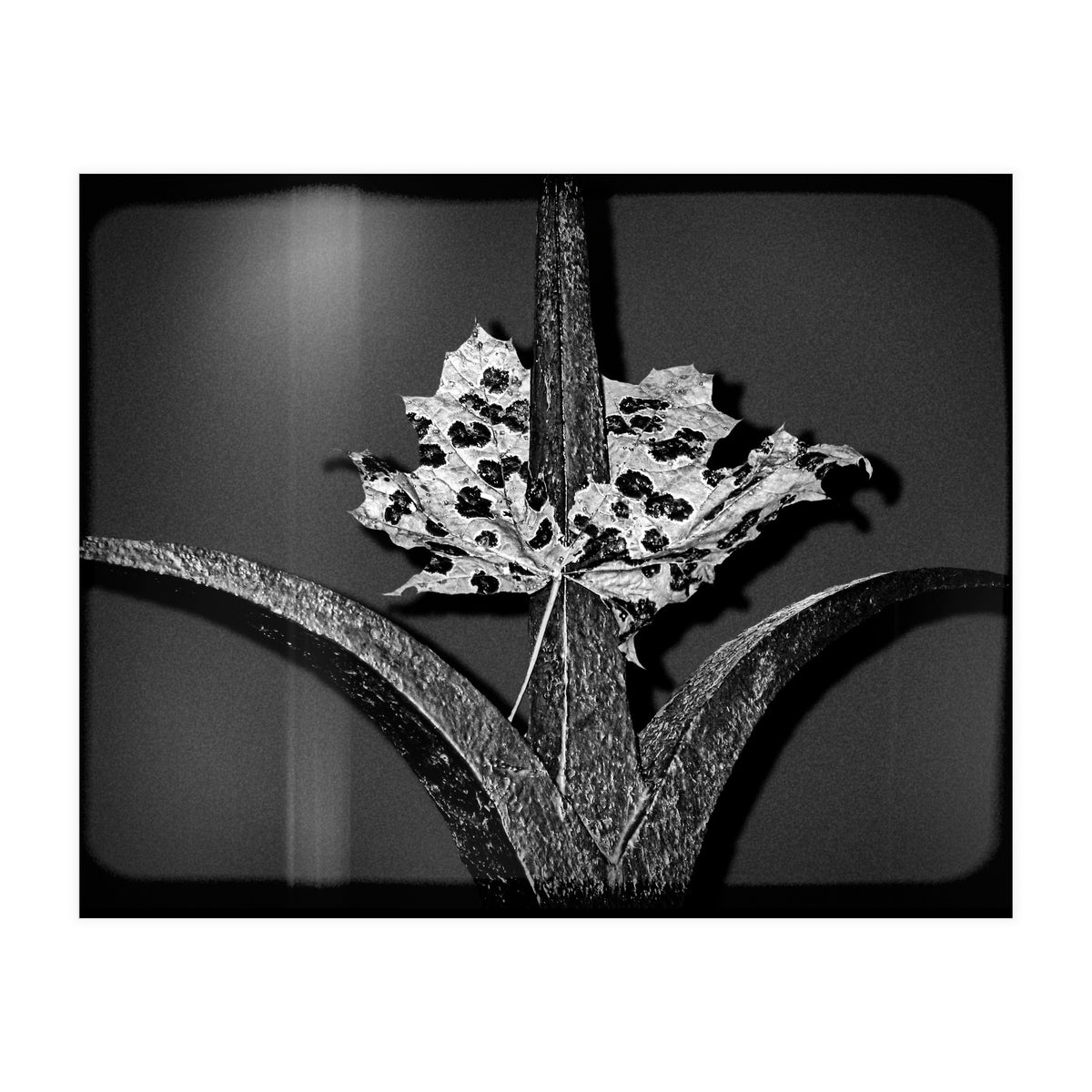 Womens Lib (Print Only)