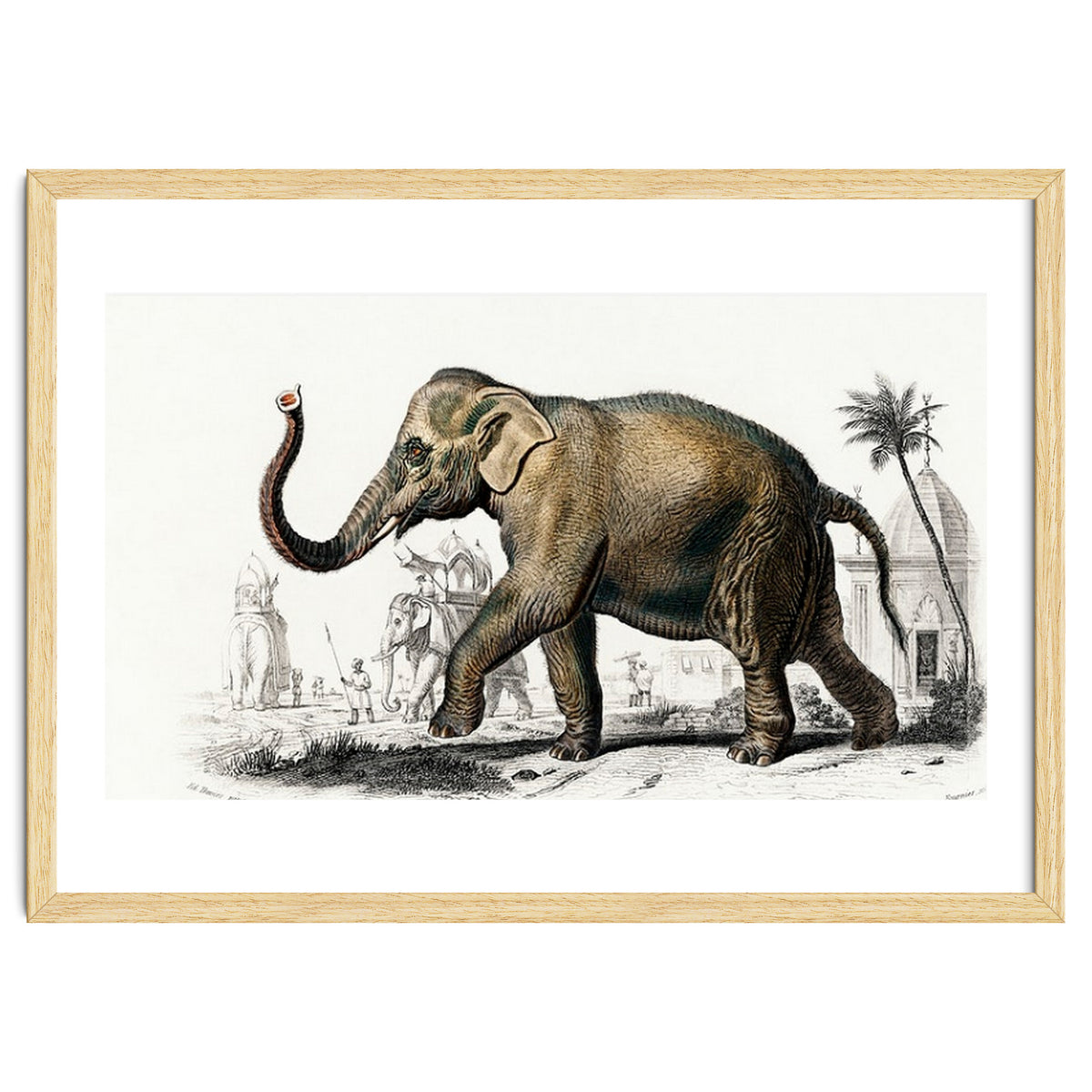 Asiatic elephant indicus illustrated