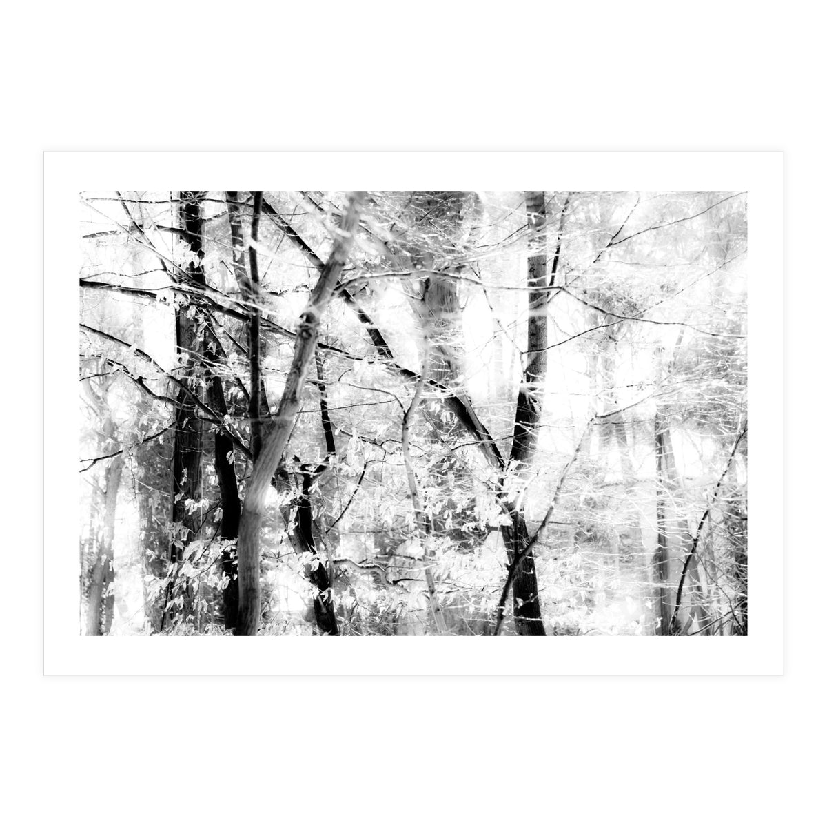 tree breeze (Print Only)