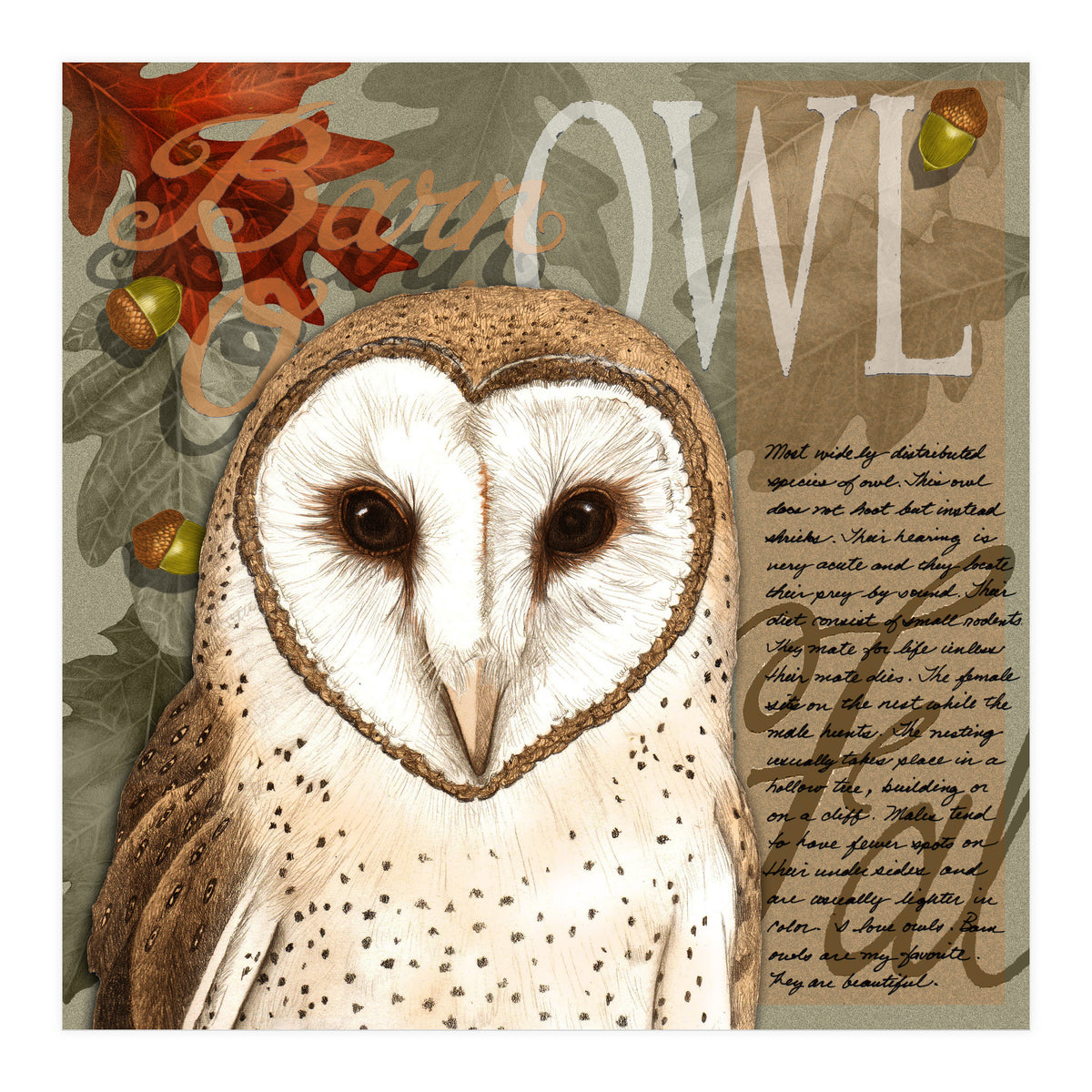 Barn Owl (Print Only)