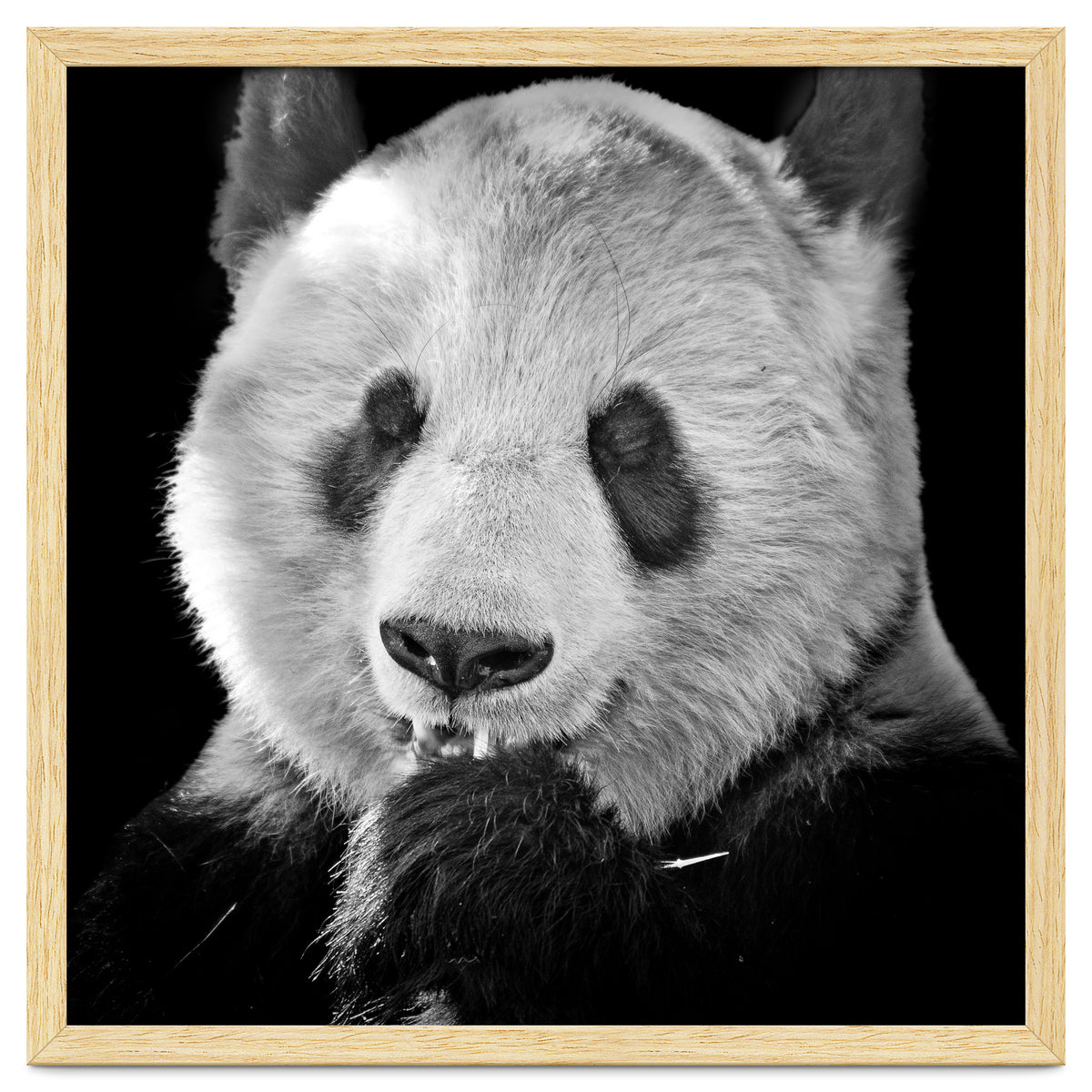 Great Panda