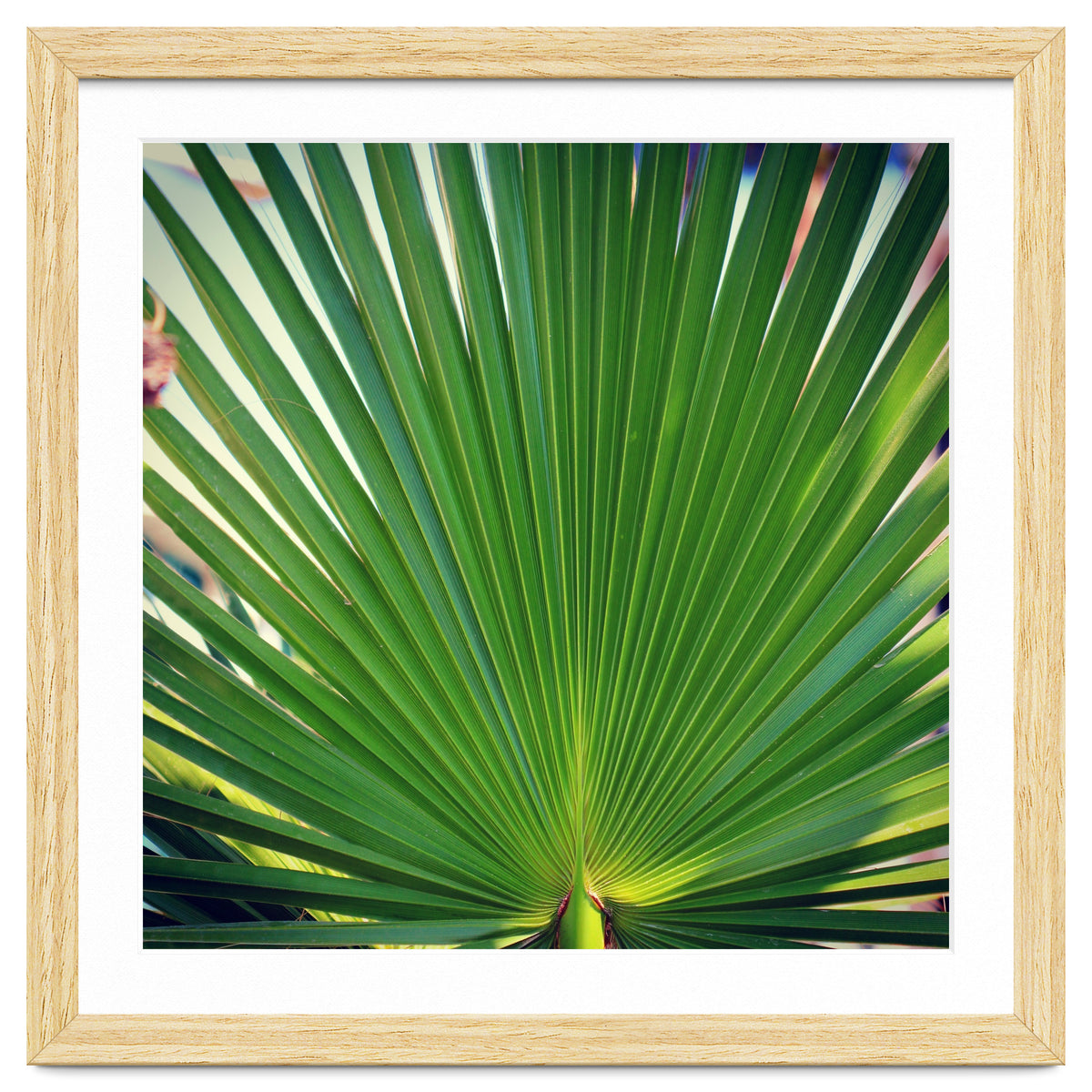palm leaf
