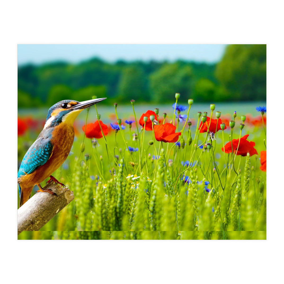 Bird and flower (Print Only)