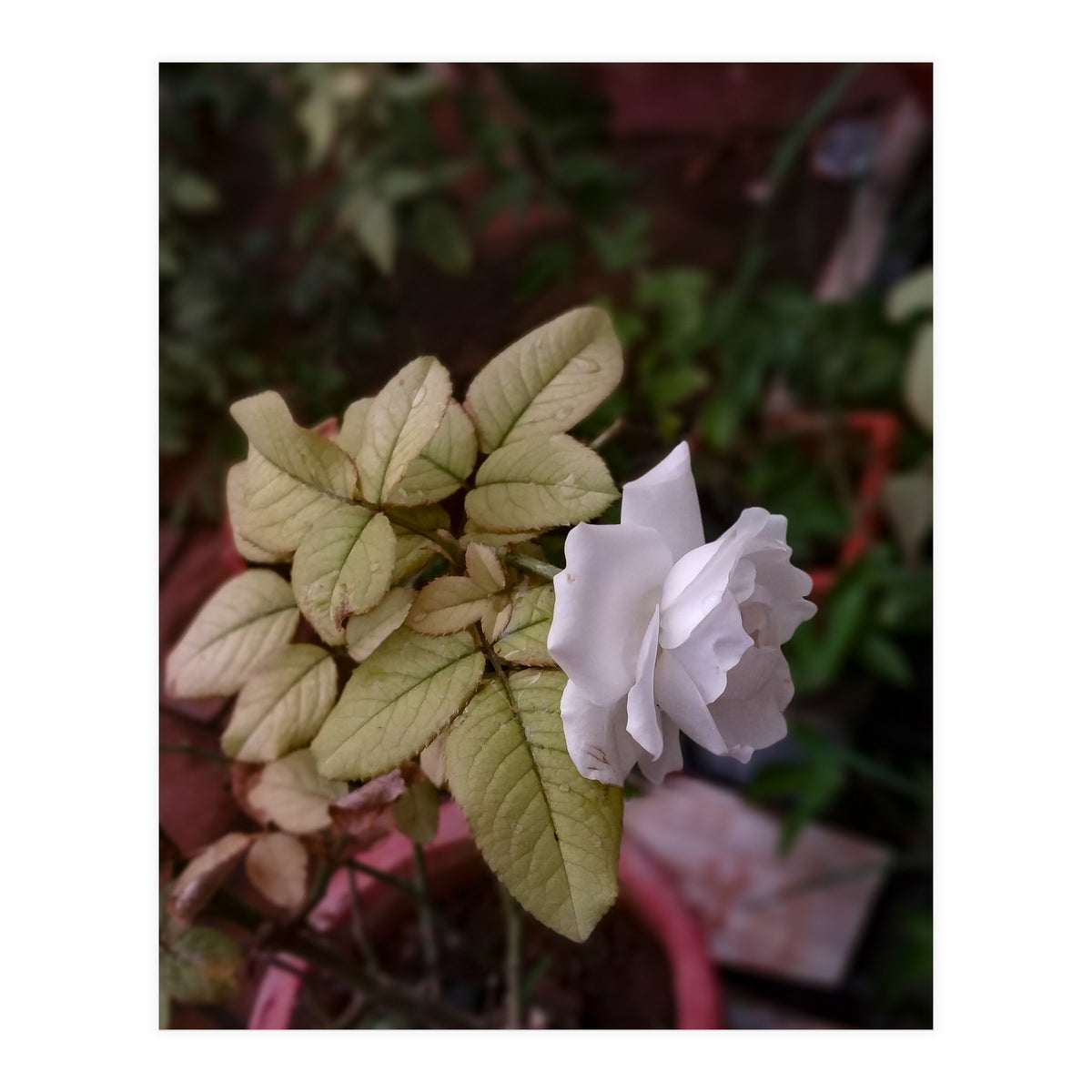 White Rose Garden (Print Only)