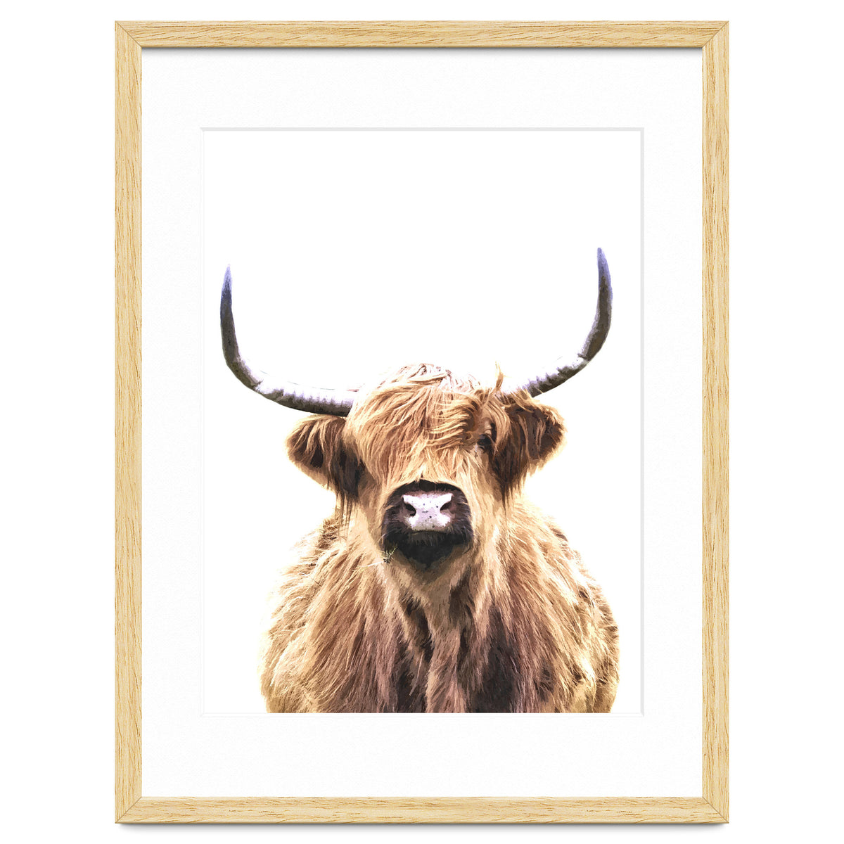Highland Cow Portrait