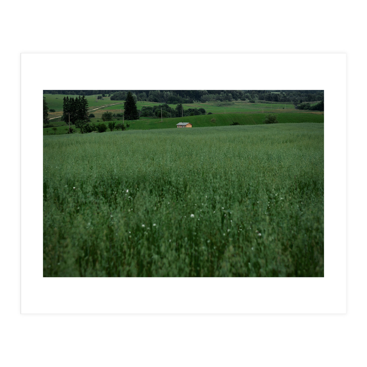 Green House (Print Only)