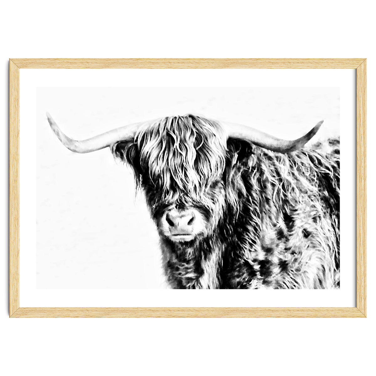 Highland bull