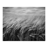 Moody Barley Field (Print Only) thumbnail
