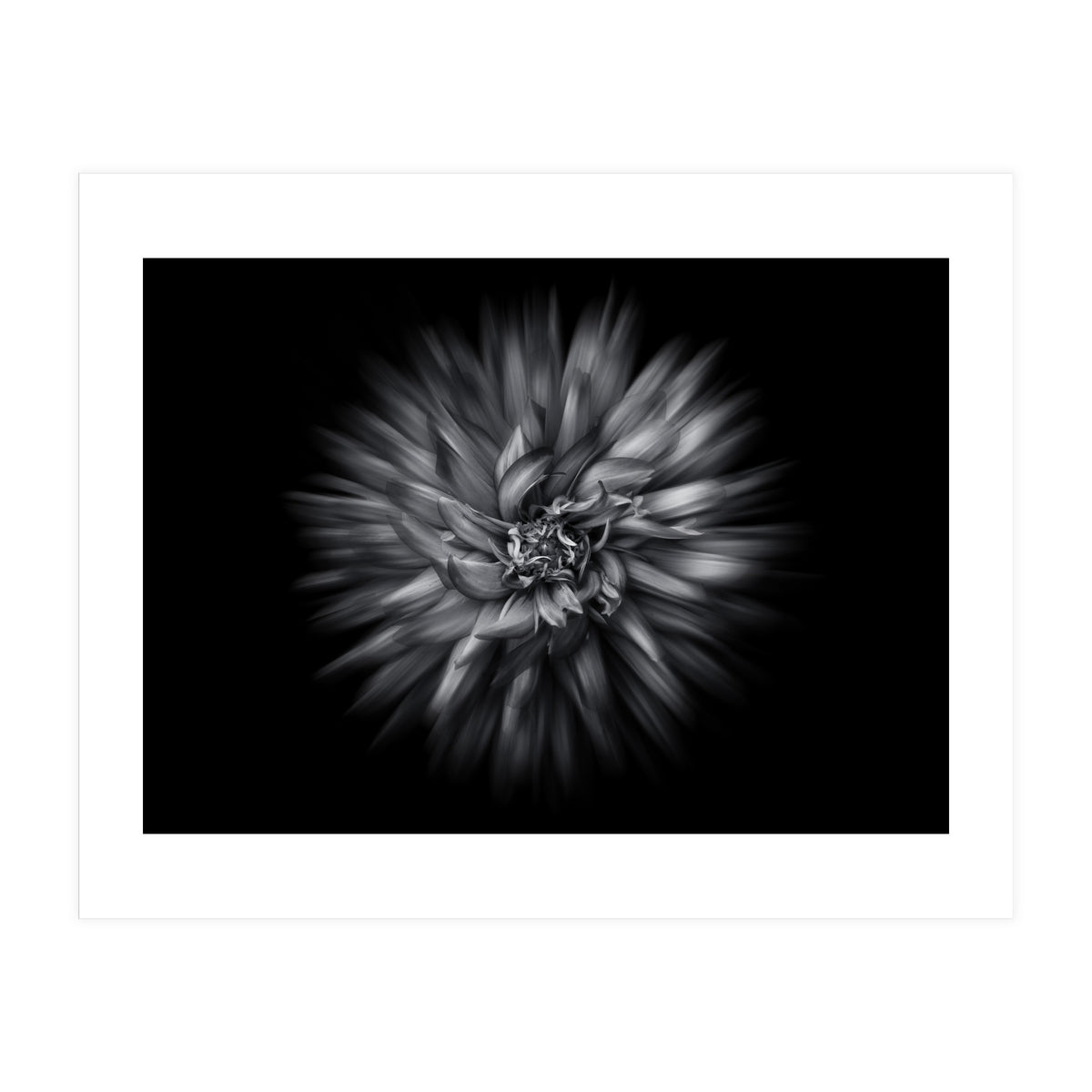 Backyard Flowers In Black And White 20 Flow Version (Print Only)