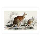 The red kangaroo illustrated (Print Only) thumbnail