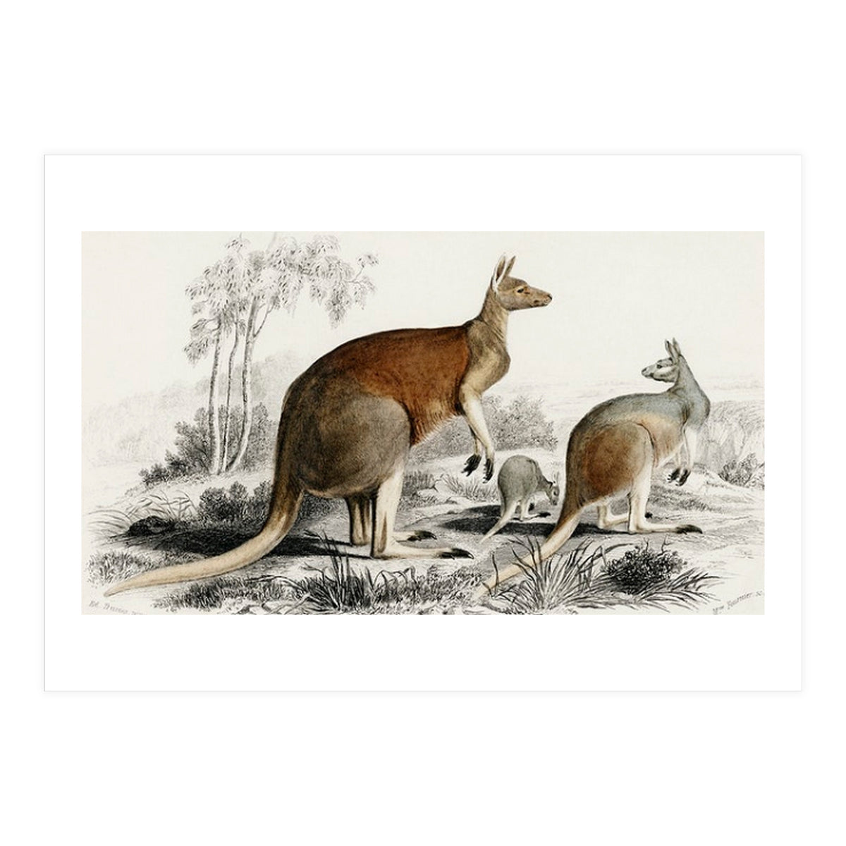 The red kangaroo illustrated (Print Only)
